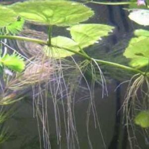 beginner shrimp starter kit (neocaridina + pennywort)