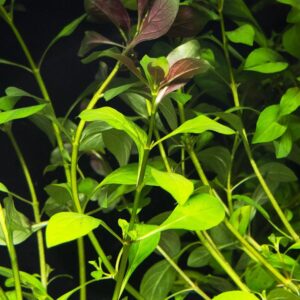 ludwigia repens