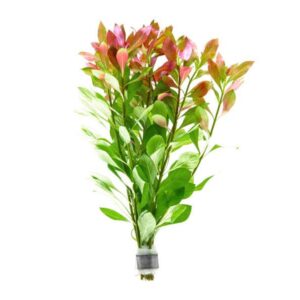 ludwigia repens