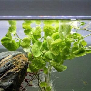 pennywort (hydrocotyle leucocephala)