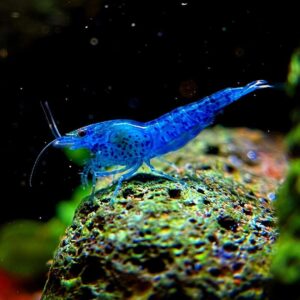 blue shrimp (neocaridina davidi – blue dream/blue velvet)