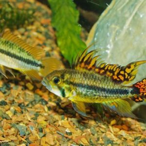 double red apistogramma