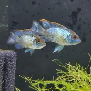 electric blue acara