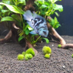 polar blue parrot cichlid (hybrid)