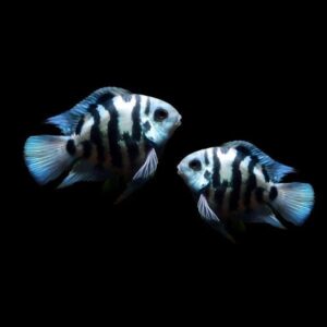 polar blue parrot cichlid (hybrid)