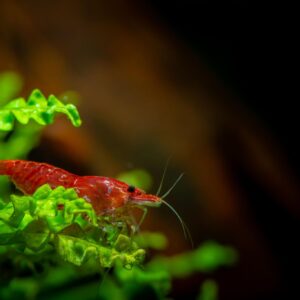 red cherry shrimp (neocaridina davidi)