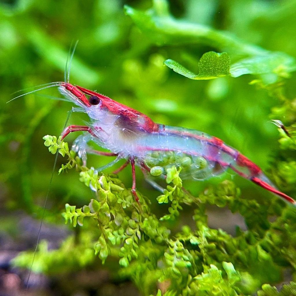 red rili shrimp (neocaridina davidi) red rili shrimp (neocaridina davidi)