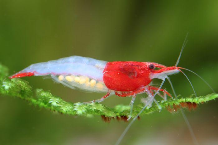 red rili shrimp (neocaridina davidi) red rili shrimp (neocaridina davidi)