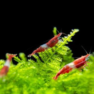 red rili shrimp (neocaridina davidi)