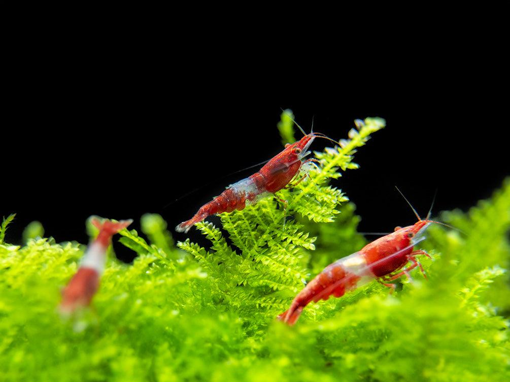red rili shrimp (neocaridina davidi) red rili shrimp (neocaridina davidi)