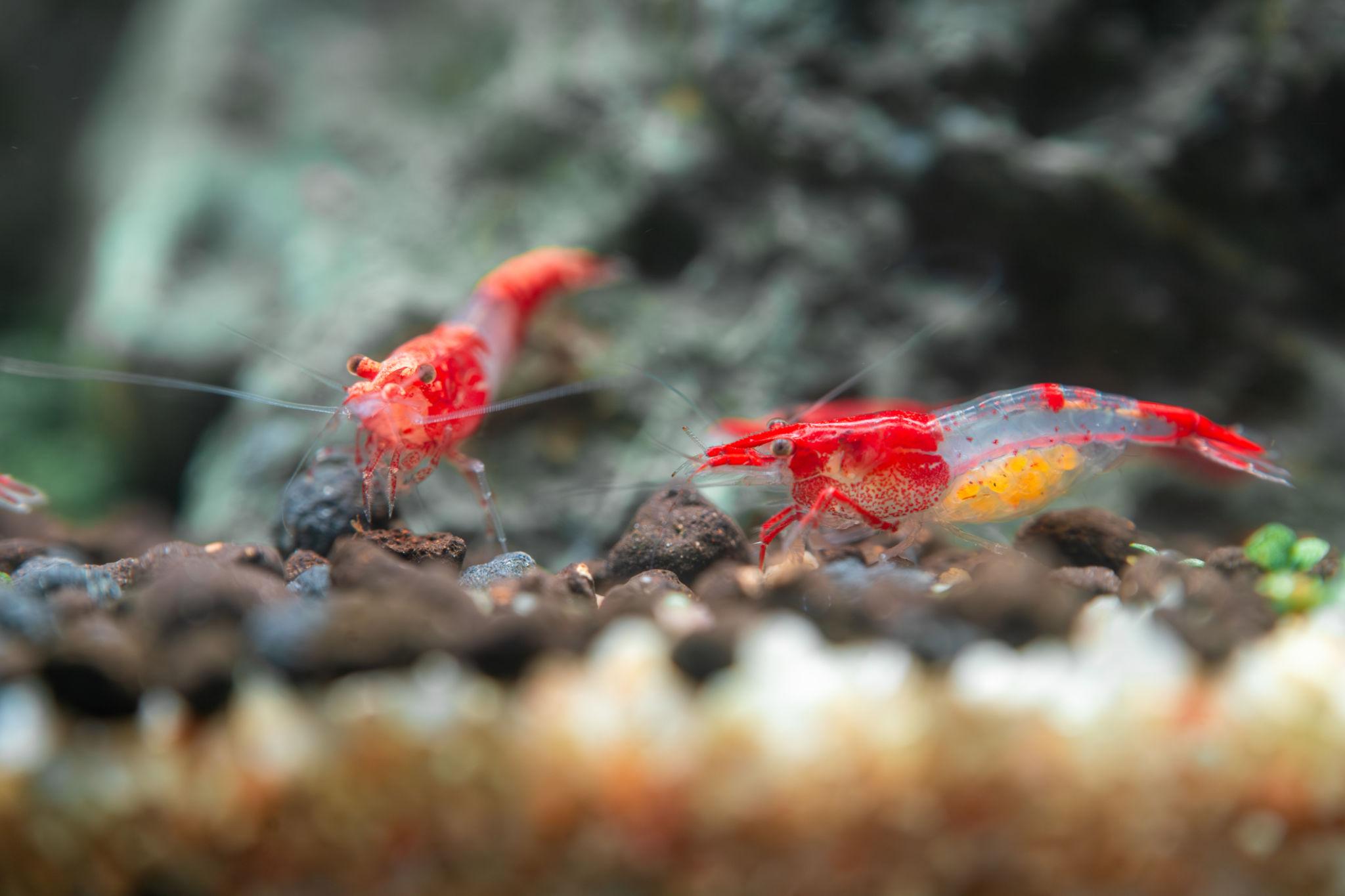 red rili shrimp (neocaridina davidi) red rili shrimp (neocaridina davidi)