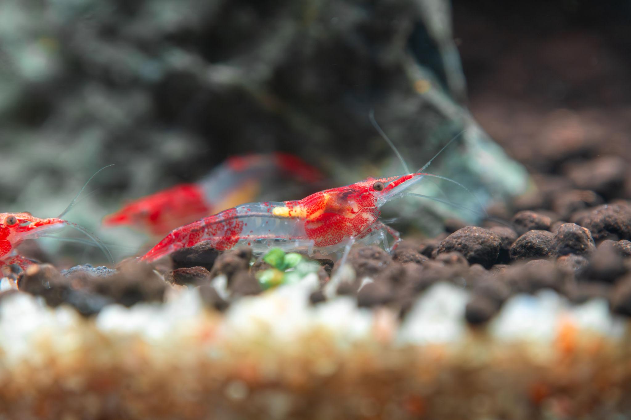 red rili shrimp (neocaridina davidi) red rili shrimp (neocaridina davidi)