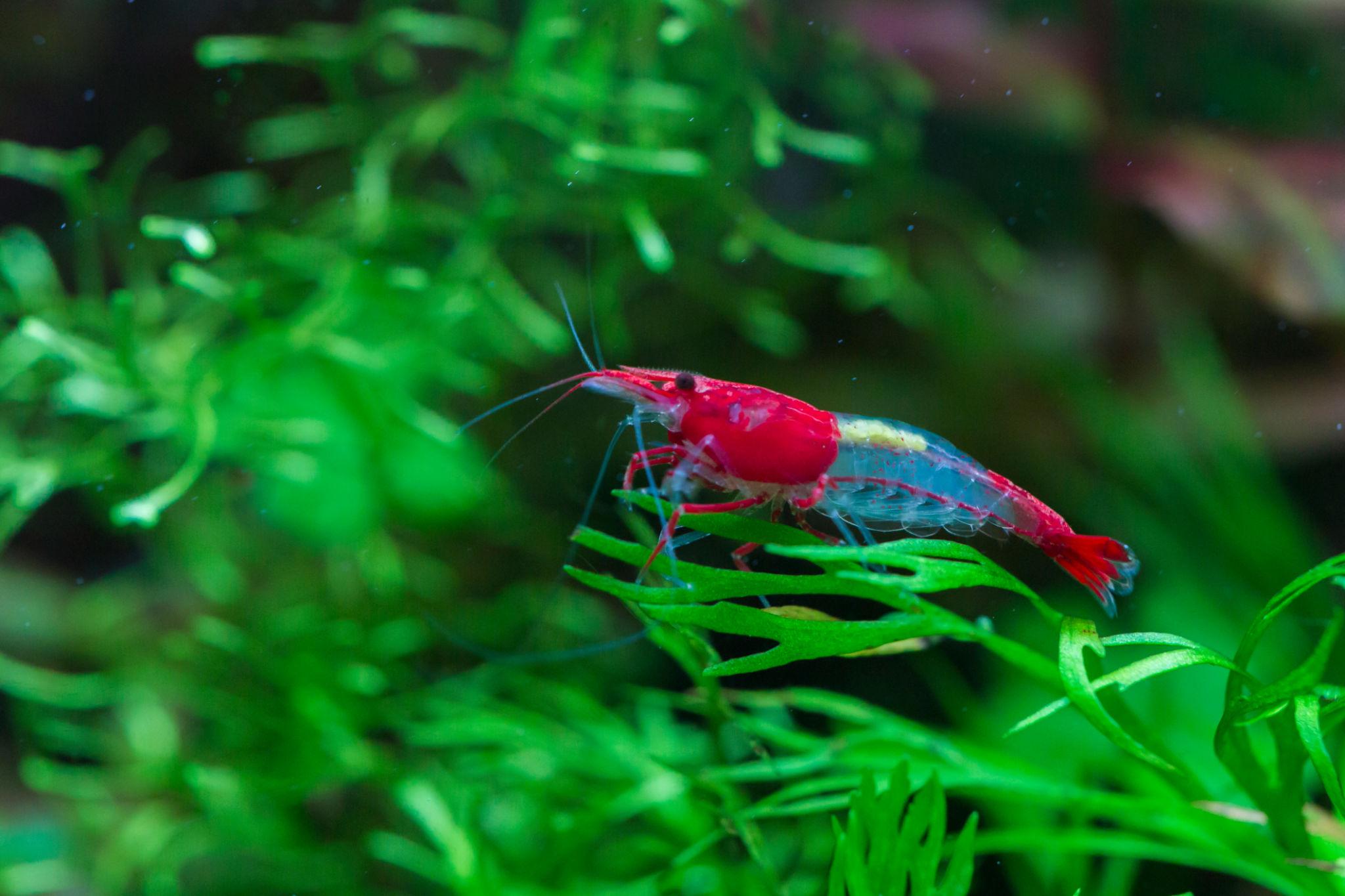 red rili shrimp (neocaridina davidi) red rili shrimp (neocaridina davidi)