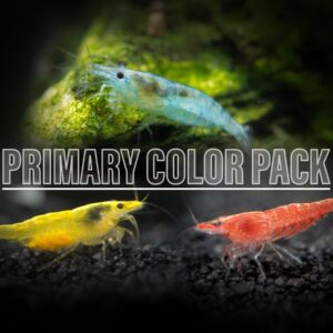 skittles shrimp (mixed neocaridina davidi)