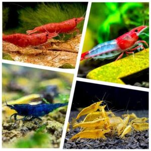 skittles shrimp (mixed neocaridina davidi)